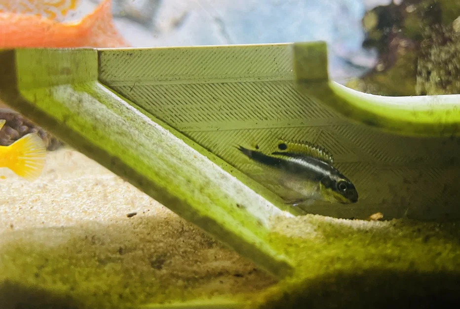 Hang ẩn trú cho cá - Phụ kiện in 3D thông minh cho bể thủy sinh - Image 1