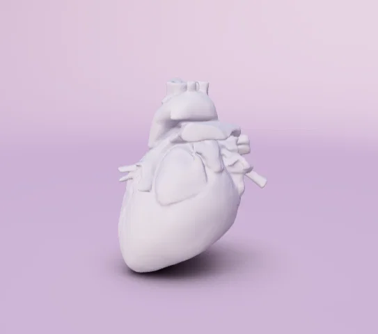 Mô hình 3D trái tim người hỗ trợ học tập giải phẫu chi tiết - Image 1