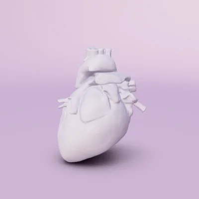 Mô hình 3D trái tim người hỗ trợ học tập giải phẫu chi tiết