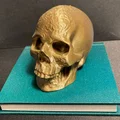Hộp Sọ Có Ngăn Bí Mật (Secret Compartment Skull) - Thumbnail 3