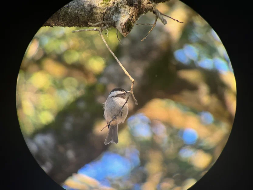 Adapter Điện thoại Từ tính Tùy chỉnh cho Ống nhòm (Digiscoping) - Image 2