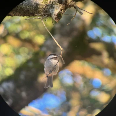 Adapter Điện thoại Từ tính Tùy chỉnh cho Ống nhòm (Digiscoping)