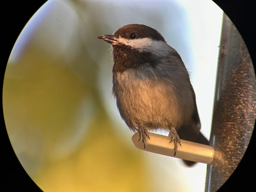 Bộ chuyển đổi điện thoại từ tính tùy chỉnh cho ống nhòm (Digiscoping) - Image 2