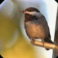 Bộ chuyển đổi điện thoại từ tính tùy chỉnh cho ống nhòm (Digiscoping) - Thumbnail 2