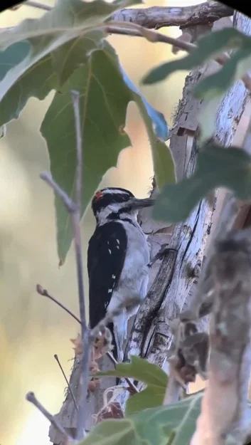 Bộ chuyển đổi điện thoại từ tính tùy chỉnh cho ống nhòm (Digiscoping) - Image 9