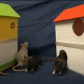 Mô hình nhà ở 3D độc đáo cho chuột cưng (Rat House) - Thumbnail 1