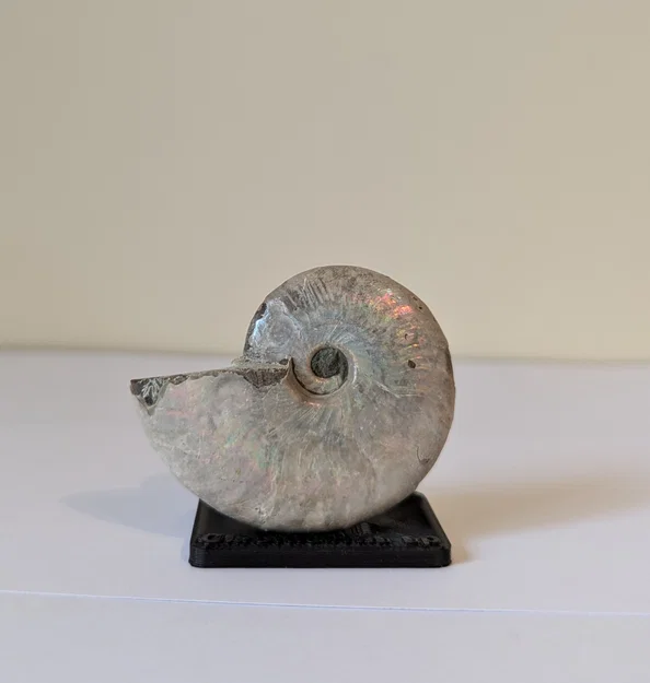 Chân đế trưng bày hóa thạch Ammonite (tùy chỉnh kích thước) - Image 1