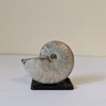 Chân đế trưng bày hóa thạch Ammonite (tùy chỉnh kích thước) - Thumbnail 1