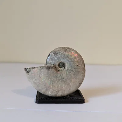 Chân đế trưng bày hóa thạch Ammonite (tùy chỉnh kích thước)