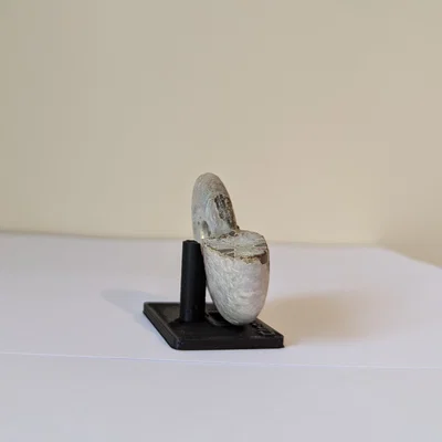Chân đế trưng bày hóa thạch Ammonite (tùy chỉnh kích thước)