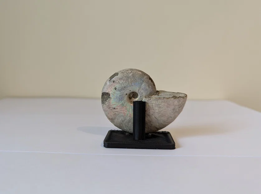 Chân đế trưng bày hóa thạch Ammonite (tùy chỉnh kích thước) - Image 3
