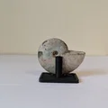 Chân đế trưng bày hóa thạch Ammonite (tùy chỉnh kích thước) - Thumbnail 3