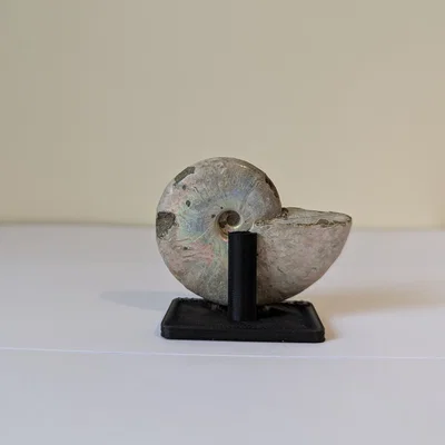 Chân đế trưng bày hóa thạch Ammonite (tùy chỉnh kích thước)