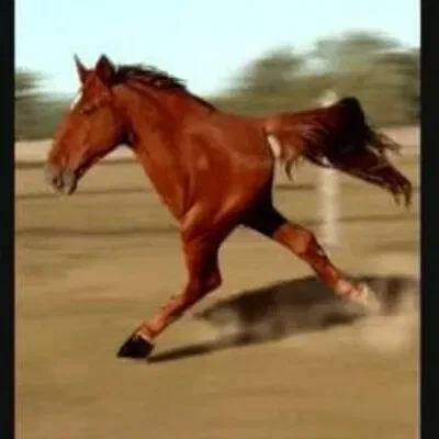 Mô hình chú ngựa khờ khạo (Retarded horse)