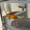 Nhà Leopard Gecko 3 tầng (vừa lồng GEX EXOTERRA 400Slim) - Thumbnail 5