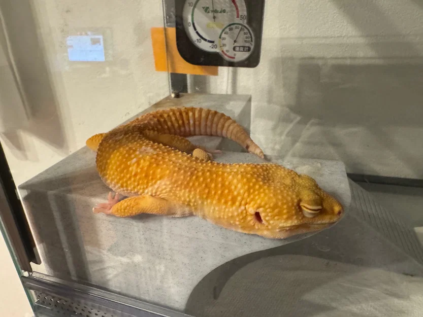 Nhà Leopard Gecko 3 tầng (vừa lồng GEX EXOTERRA 400Slim) - Image 6