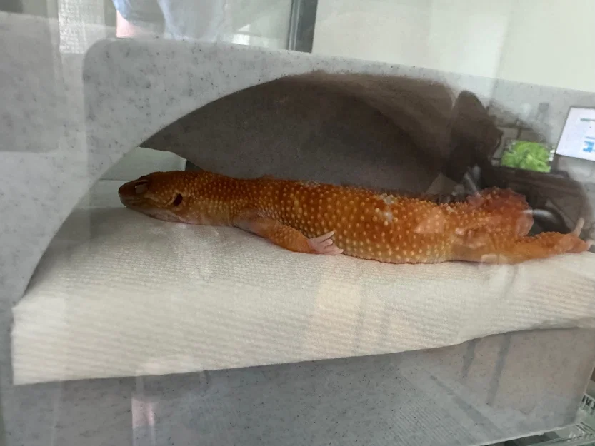 Nhà Leopard Gecko 3 tầng (vừa lồng GEX EXOTERRA 400Slim) - Image 7