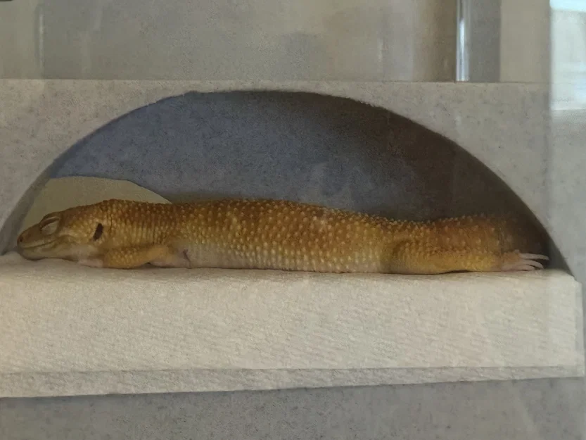 Nhà Leopard Gecko 3 tầng (vừa lồng GEX EXOTERRA 400Slim) - Image 9