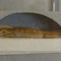 Nhà Leopard Gecko 3 tầng (vừa lồng GEX EXOTERRA 400Slim) - Thumbnail 9