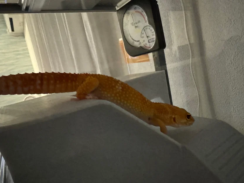 Nhà Leopard Gecko 3 tầng (vừa lồng GEX EXOTERRA 400Slim) - Image 10