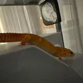 Nhà Leopard Gecko 3 tầng (vừa lồng GEX EXOTERRA 400Slim) - Thumbnail 10