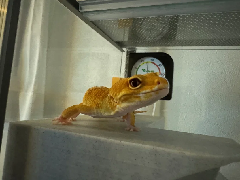 Nhà Leopard Gecko 3 tầng (vừa lồng GEX EXOTERRA 400Slim) - Image 11