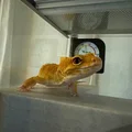 Nhà Leopard Gecko 3 tầng (vừa lồng GEX EXOTERRA 400Slim) - Thumbnail 11