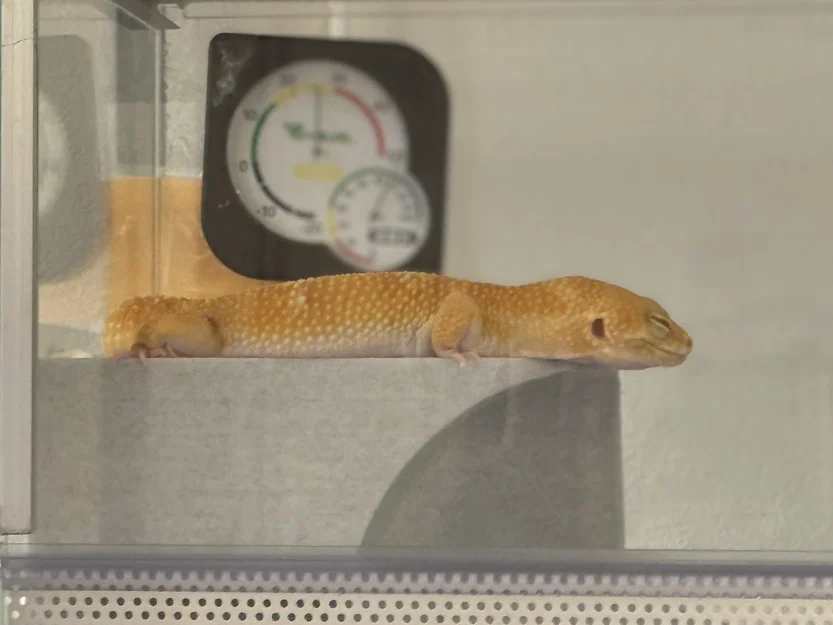 Nhà Leopard Gecko 3 tầng (vừa lồng GEX EXOTERRA 400Slim) - Image 12