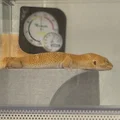 Nhà Leopard Gecko 3 tầng (vừa lồng GEX EXOTERRA 400Slim) - Thumbnail 12