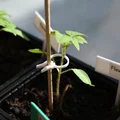 PflanzenClip / Plant Clip - Kẹp cố định cây con vào que - Thumbnail 1