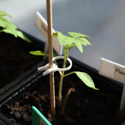 PflanzenClip / Plant Clip - Kẹp cố định cây con vào que
