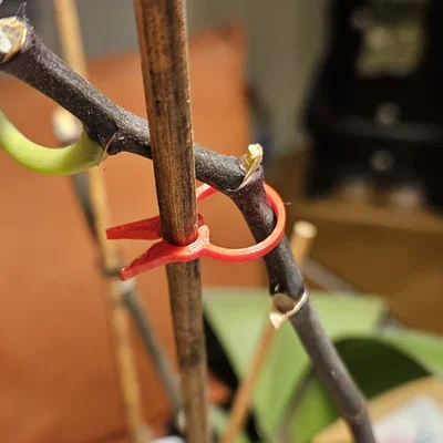 PflanzenClip / Plant Clip - Kẹp cố định cây con vào que