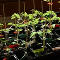 PflanzenClip / Plant Clip - Kẹp cố định cây con vào que - Thumbnail 4