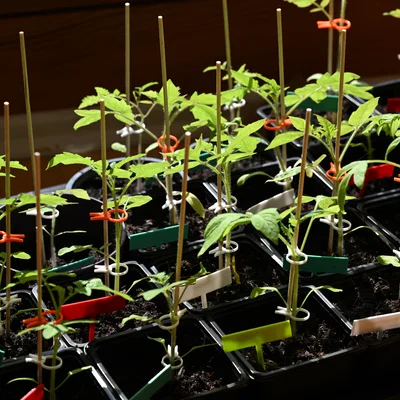 PflanzenClip / Plant Clip - Kẹp cố định cây con vào que