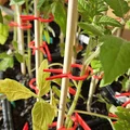 PflanzenClip / Plant Clip - Kẹp cố định cây con vào que - Thumbnail 5
