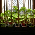 PflanzenClip / Plant Clip - Kẹp cố định cây con vào que - Thumbnail 6
