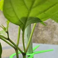 PflanzenClip / Plant Clip - Kẹp cố định cây con vào que - Thumbnail 7