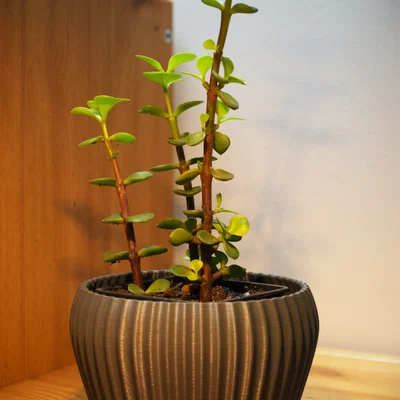 Chậu trồng cây 3D hiện đại thiết kế tinh tế cho bàn làm việc