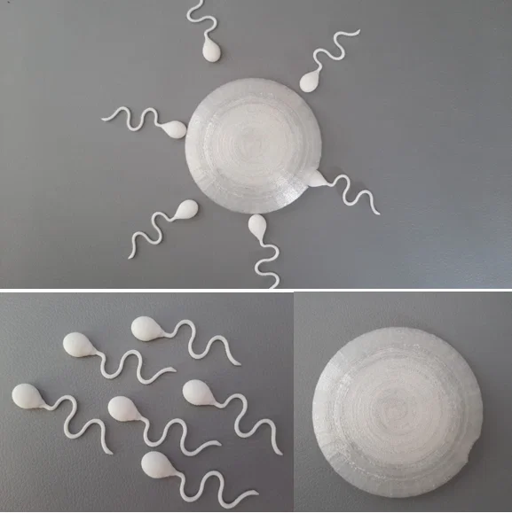 Mô hình 3D minh họa quá trình thụ tinh: Trứng và Tinh trùng - Image 1