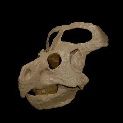 Protoceratops andrewsi (NHMW-GEO 2015/0404/0001) – Mẫu sọ quét 3D
