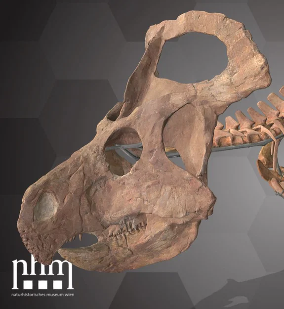 Protoceratops andrewsi (NHMW-GEO 2015/0404/0001) – Mẫu sọ quét 3D - Image 2