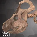 Protoceratops andrewsi (NHMW-GEO 2015/0404/0001) – Mẫu sọ quét 3D - Thumbnail 2