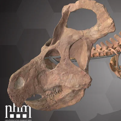 Protoceratops andrewsi (NHMW-GEO 2015/0404/0001) – Mẫu sọ quét 3D
