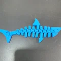 Cá mập khớp nối (Articulated shark / Tiburón articulado) - Thumbnail 1