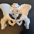 Xương chậu người thật (từ CT scan) - Thumbnail 1