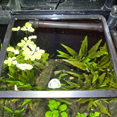 Khung Vuông Nổi Giữ Cây Nổi Hồ Cá (Aquarium Floating Plant Square)