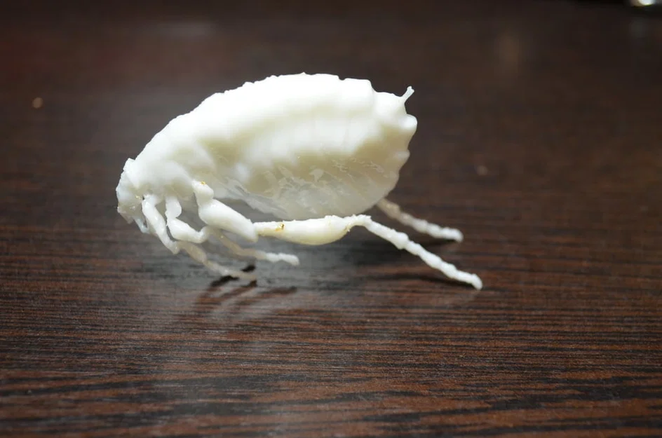 Côn trùng remix: Flea (Circus play-set) + dog tick - Image 3