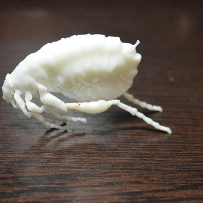 Côn trùng remix: Flea (Circus play-set) + dog tick