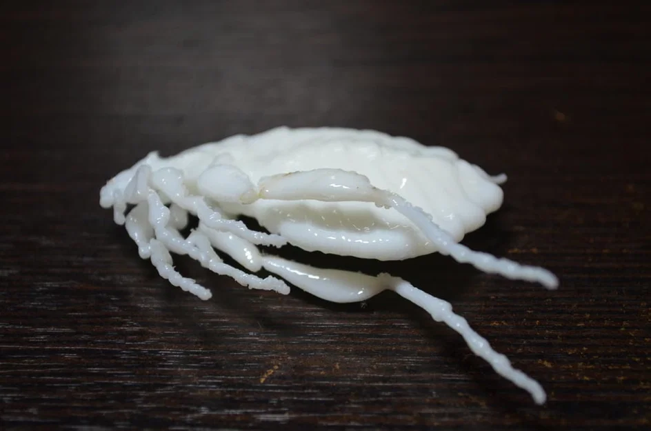 Côn trùng remix: Flea (Circus play-set) + dog tick - Image 5