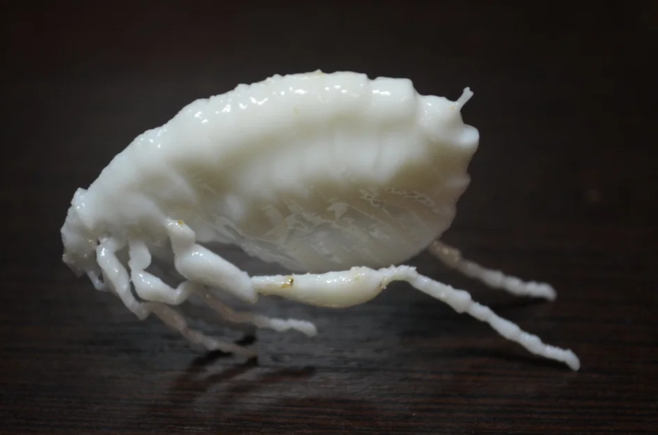 Côn trùng remix: Flea (Circus play-set) + dog tick - Image 6